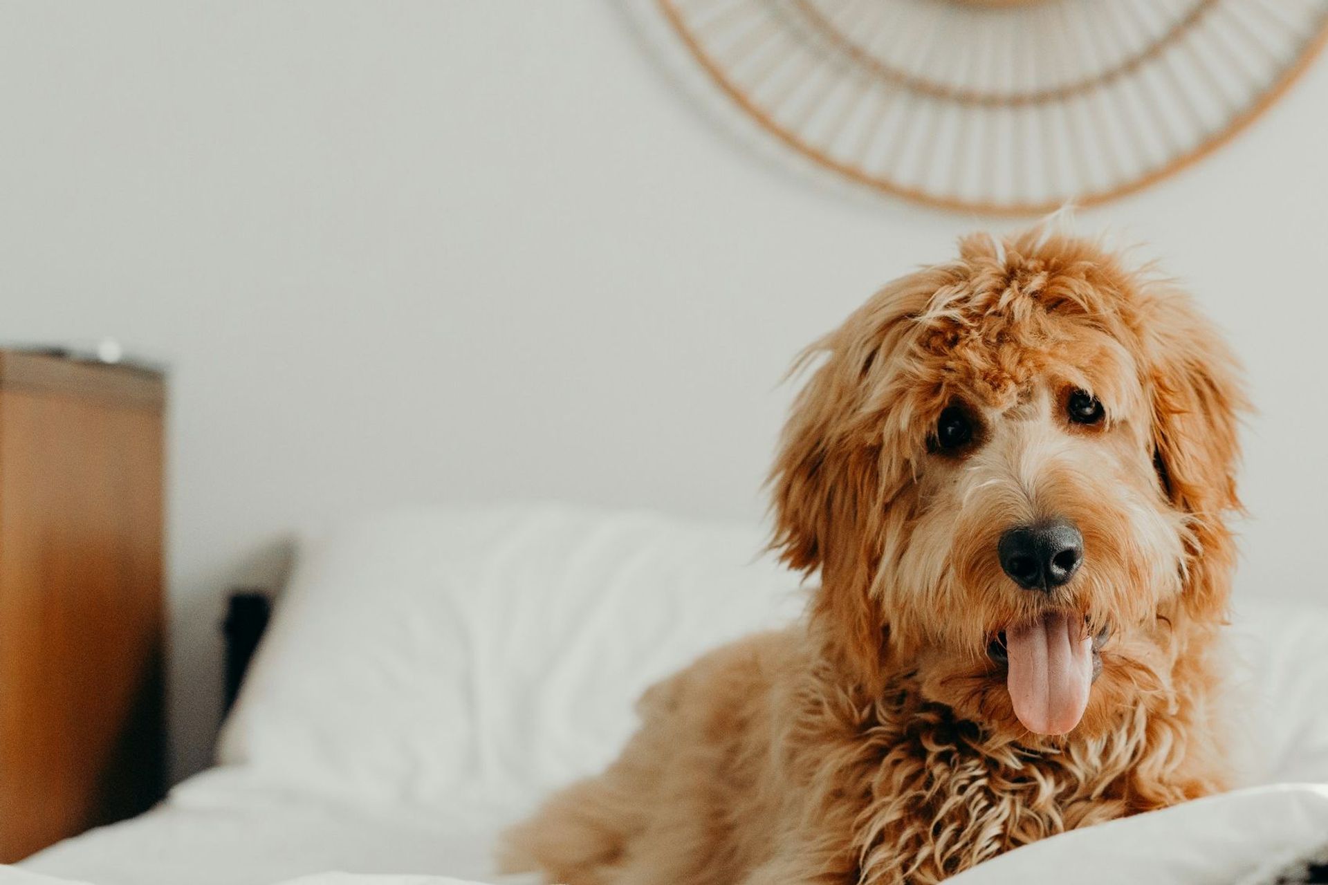 A goldendoodle sitting on a white bed beneath a round rattan mirror